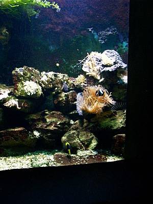 Kölner Zoo 14