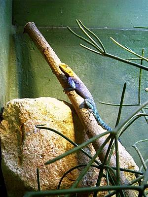 Kölner Zoo 16