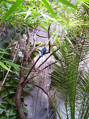 Kölner Zoo 17