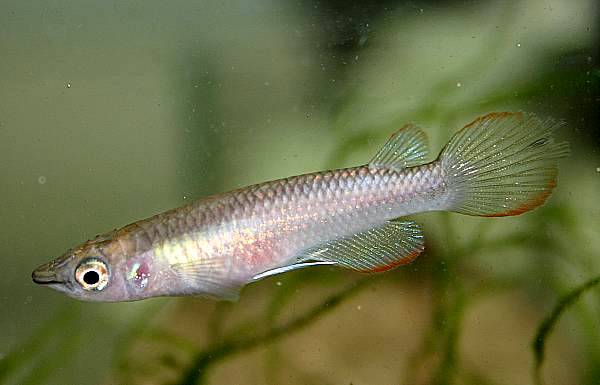 Aplocheilus lineatus, gold(Weibchen