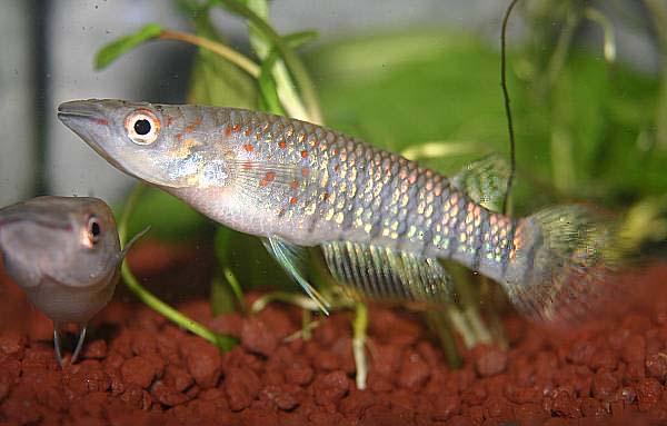 Aplocheilus lineatus (natur