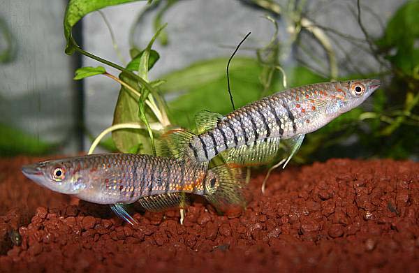 Naturform Aplocheilus lineatus