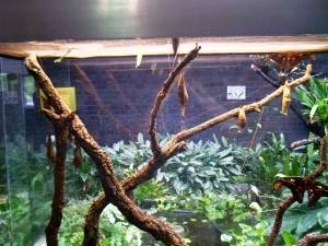 Kölner Zoo 19