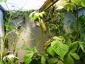 Kölner Zoo 20