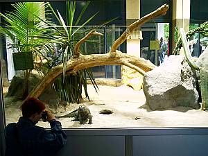 Kölner Zoo 21