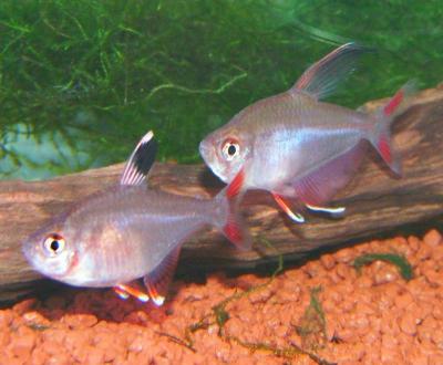 Hyphessobrycon rosaceus - Pärchen