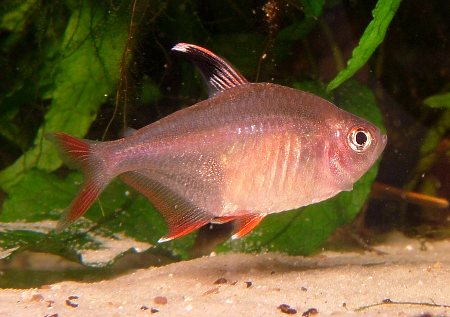 H.rosaceus Weibchen