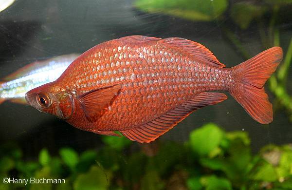 Lachsroter Regenbogenfisch/Glossolepis incisus