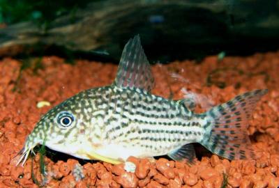 Corydoras sterbai Corydoras sterbai
