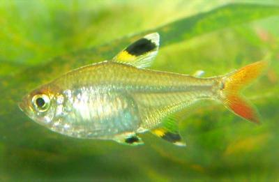 Sternflecksalmler Weibchen
