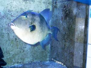 L´AQuarium  du Laboratoire Arago  