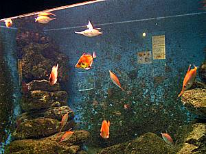 L´AQuarium  du Laboratoire Arago  