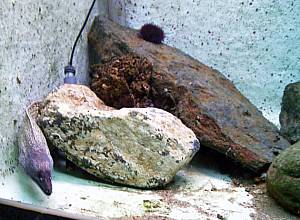 L´AQuarium  du Laboratoire Arago  Muräne