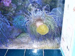 L´AQuarium  du Laboratoire Arago  