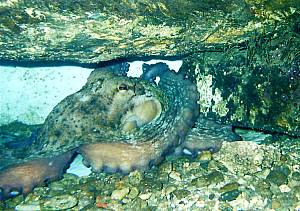 L´AQuarium  du Laboratoire Arago Octopodidae