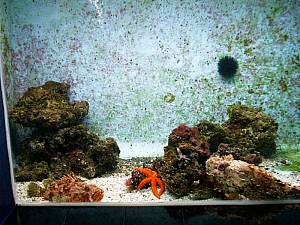 L´AQuarium  du Laboratoire Arago Seestern