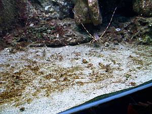 L´AQuarium  du Laboratoire Arago Garnele