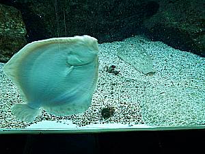 L´AQuarium  du Laboratoire Arago Scholle