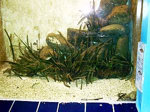 L´AQuarium  du Laboratoire Arago Stichlinge