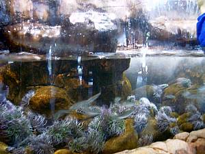 Sea Life Speyer Becken Eingangsbereich
