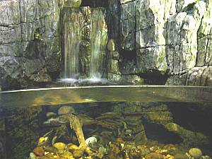 Sea Life Speyer erstes Becken 5