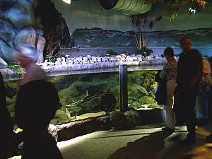 Sea Life Speyer  Störbecken