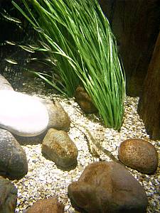 Sea Life Speyer  Seenadel