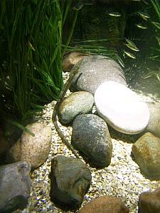 Sea Life Speyer  Stichlinge