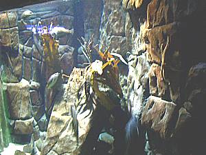 Sea Life Speyer  11