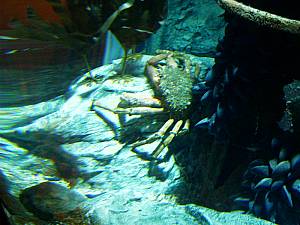 Sea Life Speyer Krabbe