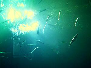 Sea Life Speyer