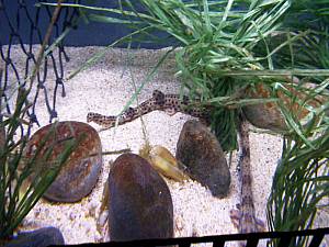 Sea Life Speyer
