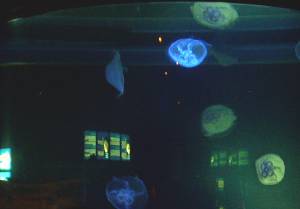 Sea Life Speyer Qualle