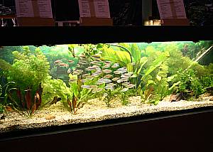 Kongosalmerbecken