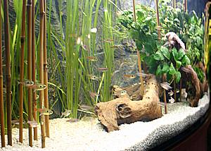 Hyphessobrycon roseus