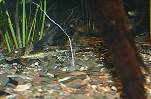 Lamontichthys filamentosus