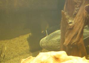 Acanthicus hystrix - Elfenwelse