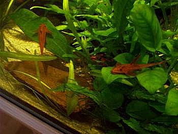 Leliella sp. rot sind schwer im Handel zu finden Leliella sp. rot sind schwer im Handel zu finden