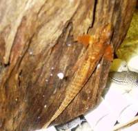 Hemiloricaria braun Hemiloricaria braun
