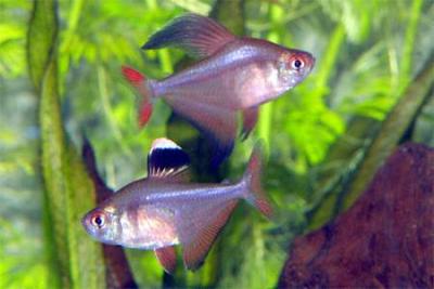 Hyphessobrycon bentosi / Sichelsalmler