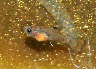 Jungfisch - 3 Wochen alt