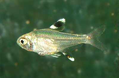 Jungfisch - 5 Wochen alt