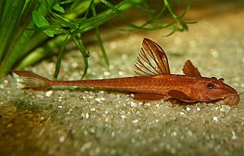 Leliella sp. rot. Leliella sp. rot.