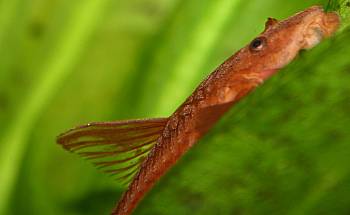 Leliella sp. rot. Männchen Leliella sp. rot. Männchen