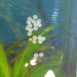 Sturisoma 15.03.04 Eier