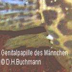 schoutedeni Genitalpapille