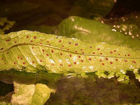 Microsorium pteropus Adventivsprosse