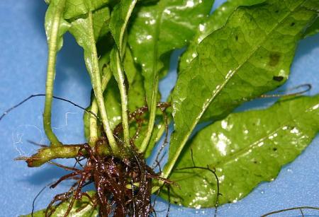 Microsorium pteropus Rhizom