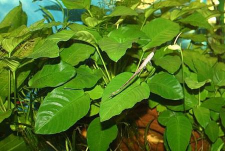 Anubias Anubias