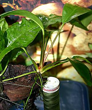 Anubias Anubias